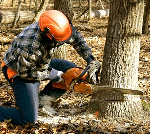 Tree Removal in Deer Park, TX